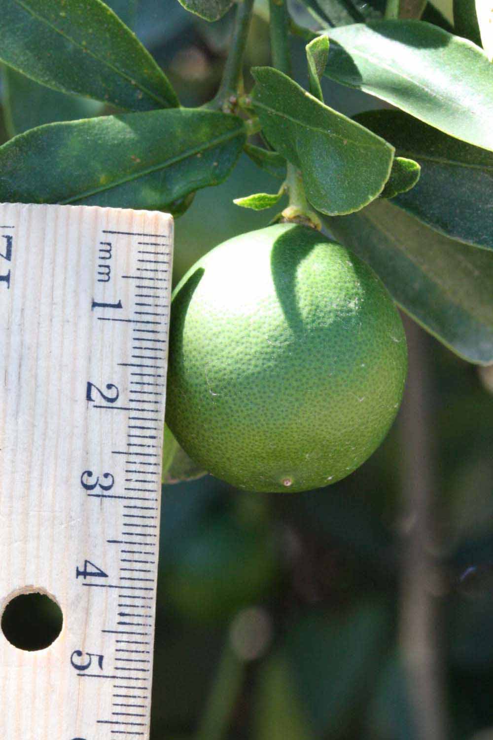            Immature fruit (Riverside, CA)   